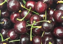 Perfect conditions lead to bumper year for cherries at Blackmoor Estate
