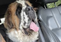 County Market boost to give life-saving surgery to gentle giant of a dog