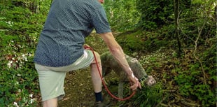 Best knee forward for truffle hunter Nigel