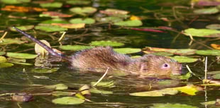 Water voles reintroduced to River Wey after 20 years