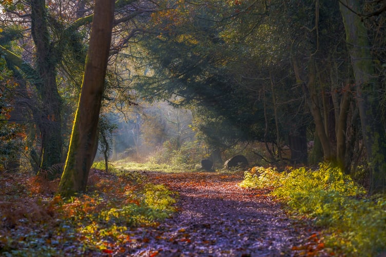 Autumn Path in the South Downs National Park by Christopher Pearson.