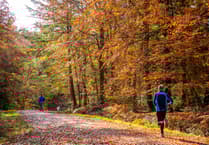Autumn colours set to dazzle in the South Downs National Park