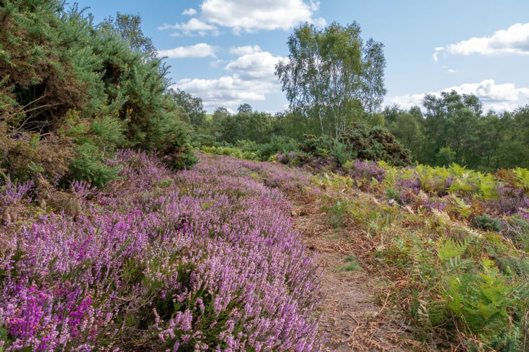 Heather at Ludshott Commons, East Hampshire