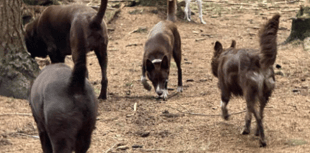 Peeps into the Past: Who let the dogs out? 