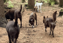 Peeps into the Past: Who let the dogs out?