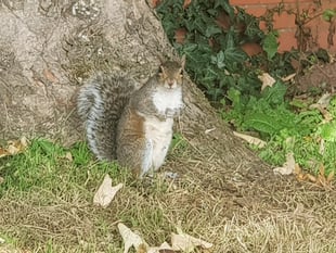 What a shock as squirrel blamed for power cut