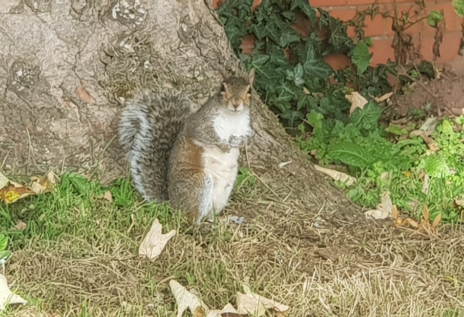 What a shock as squirrel blamed for power cut