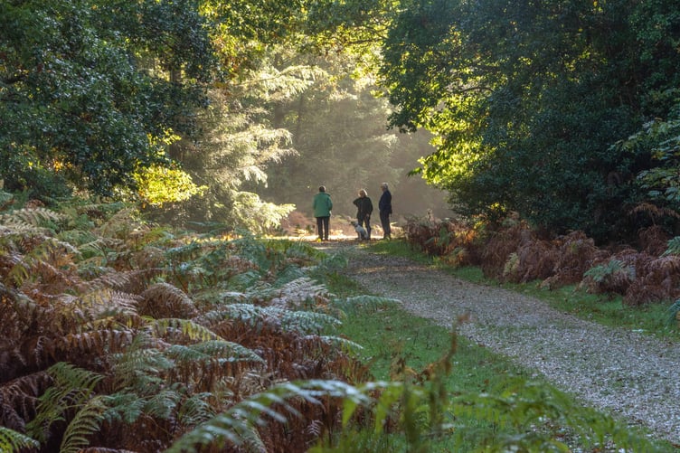 File photo of the New Forest. // Plans to introduce parking charges across the New Forest have been approved. Forestry England said the fees are intended to help in the face of "rising costs and visitor numbers" Under the scheme, local people and regular visitors will be able to buy an annual membership costing less than £2 a week to park as often as they like. For those without the membership, prices will start at £1.50 for one hour, £3 for two hours, £5 for four hours and £8 for over four hours.