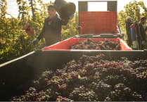 Winemakers prepare for vintage year after hot summer