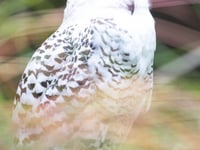 Birdworld hatches plans for a year of family fun
