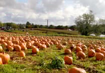 WATCH: Rogate Pumpkin Patch squashes so much fun onto the farm