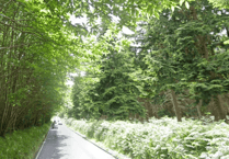 Haslemere cyclist dies after suspected hit-and-run