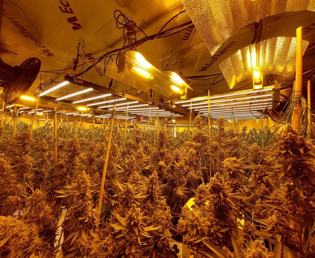 UPDATED: Dawn raid on 'significant' cannabis farm in Four Marks