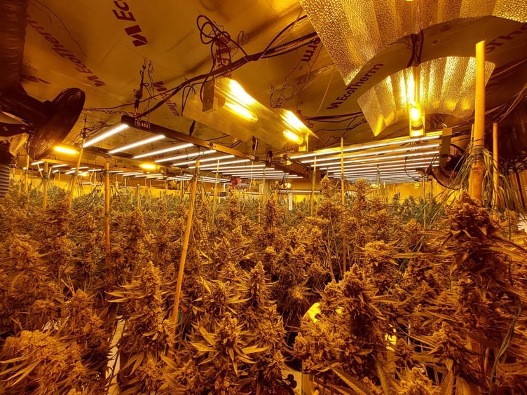Cannabis factory Four Marks