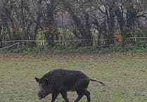 Boar spotted near East Meon as sightings continue in Petersfield area