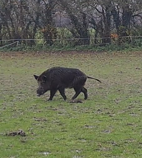 Wild Boar East Meon Ramsdean