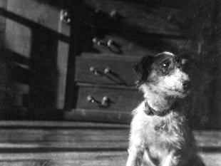 Half-price admission to see Winifred Joseph exhibition in Petersfield