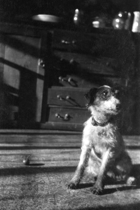 Sam Sitting in Room, 1918, by Winifred Joseph.