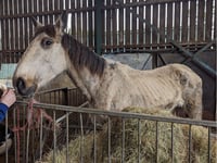 Suspended sentence for Hampshire man who caused suffering to horses