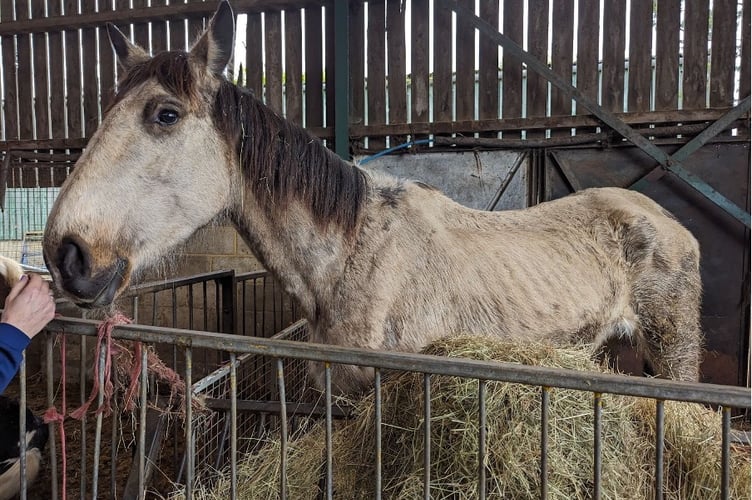 Abused dun mare Ripley North Warnborough