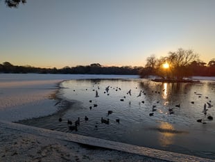 Winter wonderland as Petersfield wakes up to dusting of snow