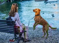 WATCH: How Jarvis the dog alerts woman before she faints