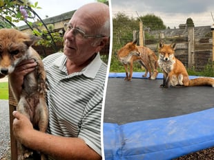WATCH: Council orders Hampshire man to remove foxes from his home