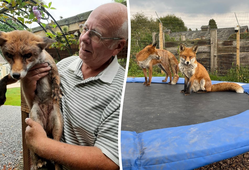 WATCH: Council orders Hampshire man to remove foxes from his home