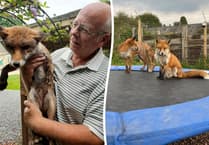 Council orders Hampshire man to remove foxes from his home