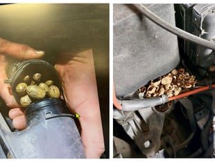 Nut case as Petersfield mechanics make cracking discovery