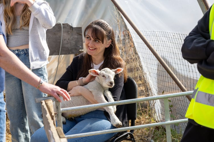 Westlands Farm Lambing Day
