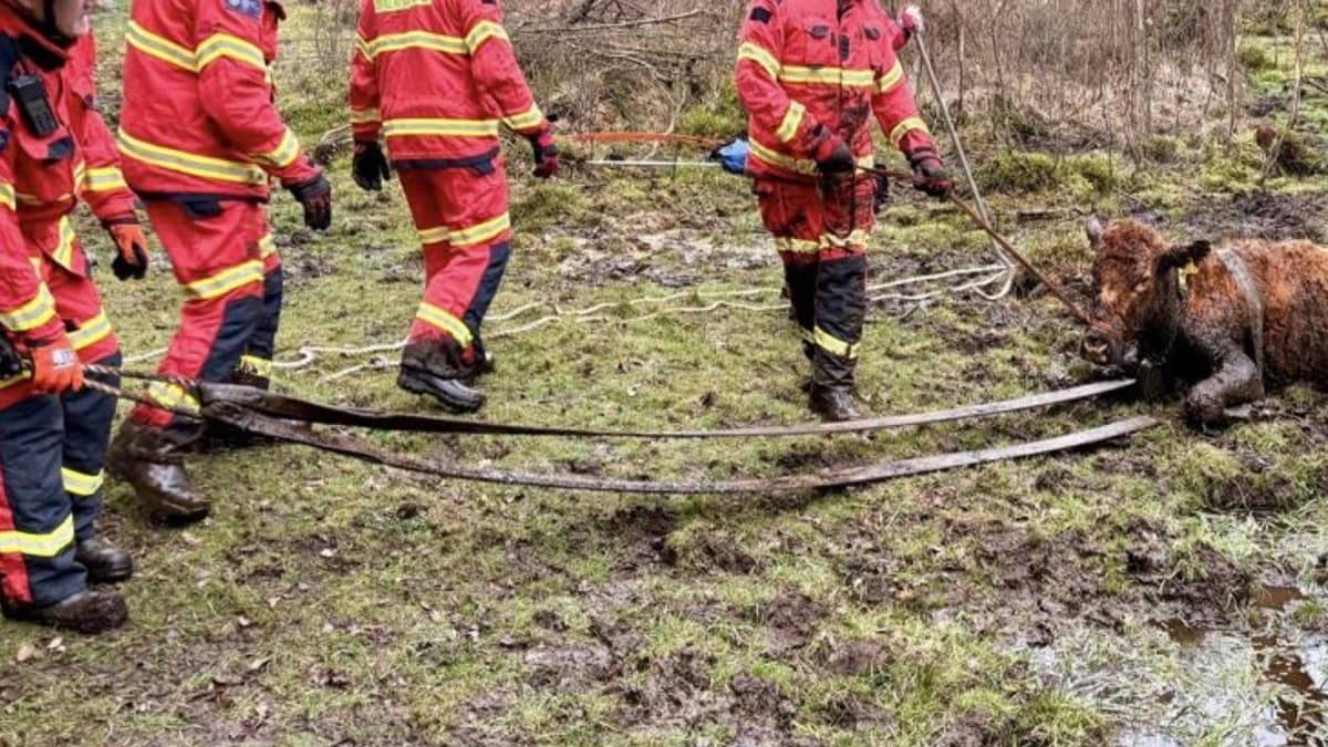 High steaks as firefighters rescue cow from deep mud near Bordon ...