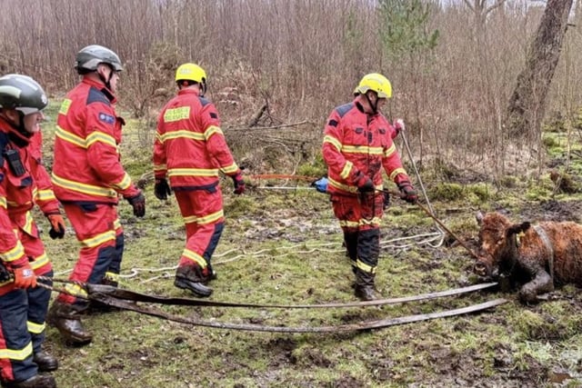 High steaks as firefighters rescue cow from deep mud