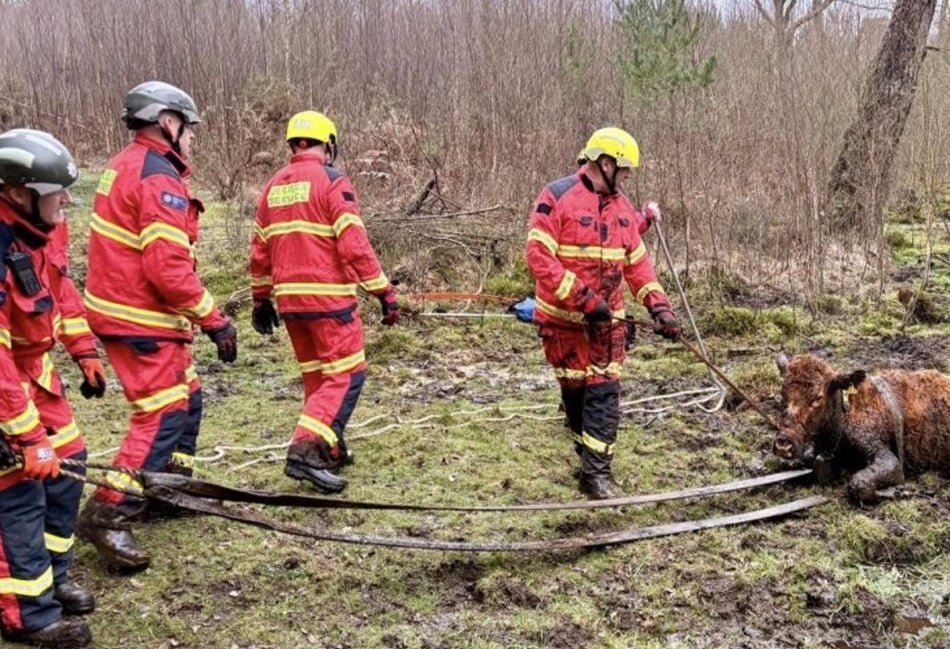 High steaks as firefighters rescue cow from deep mud