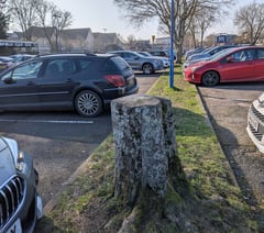 Campaigner considers sit-down protest to save trees