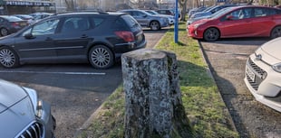 Campaigner considers sit-down protest to save trees