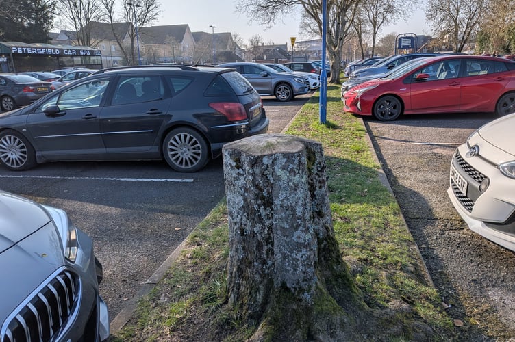 Felled Trees Petersfield Central Car Park