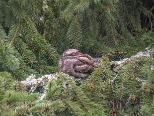Afraid of no goats: Nightjar numbers on the rise