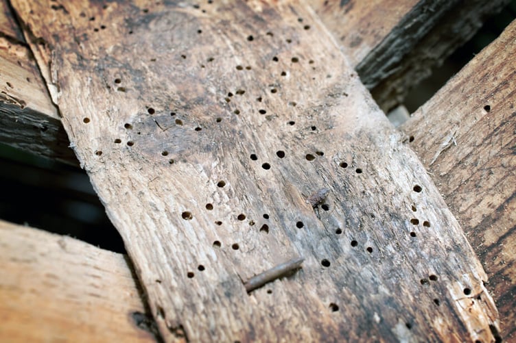 Early pest control research focused on treating woodworm damage in timber structures.