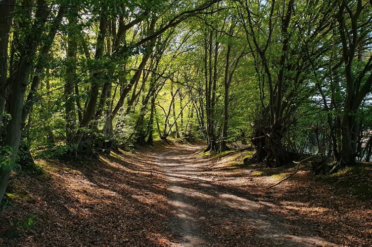 Hogmoor Inclosure