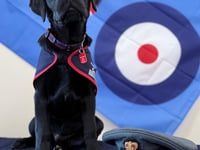 Puppy plea to help raise assistance dogs