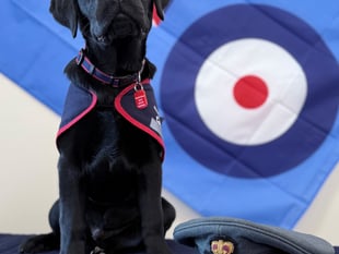 Puppy plea to help raise assistance dogs