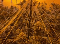 Cannabis farms raided as police crackdown on organised crime