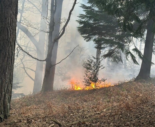 WATCH: Firefighters tackle woodland blaze between Churt and Headley