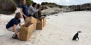 Birdworld joins South African penguin mission