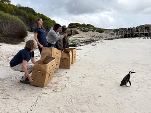 Birdworld joins South African penguin mission