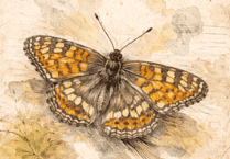 Story of woman who discovered a butterfly coming to Phoenix stage