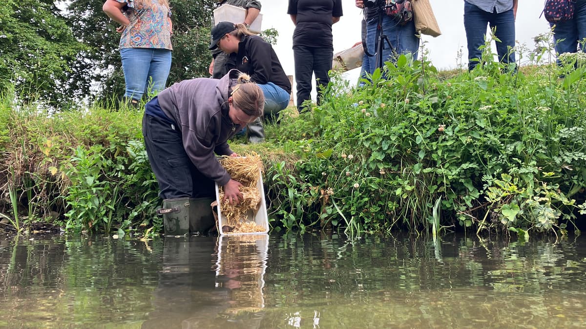 Water voles back in the Wey at Farnham in historic release