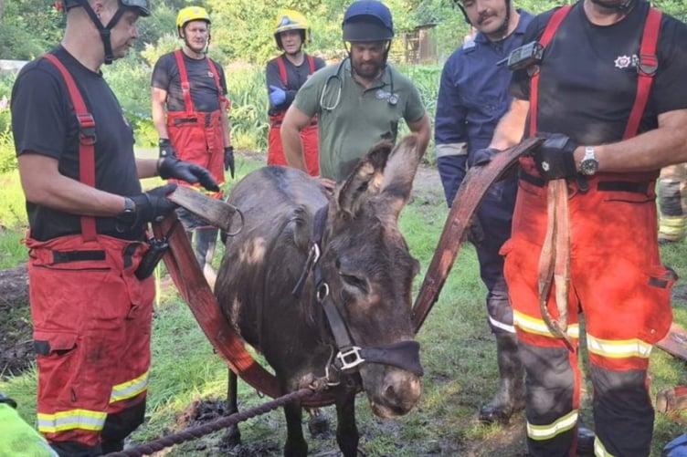 Chocolate Donkey Rescue Liss