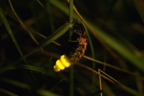 Glow for it! Rare beetles released in South Downs National Park